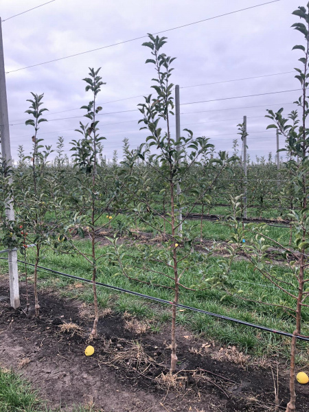 Саженцы яблони