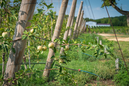 Столбы деревянные оцилиндрованные